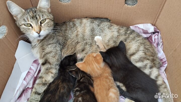 Отдам котят в добрые руки
