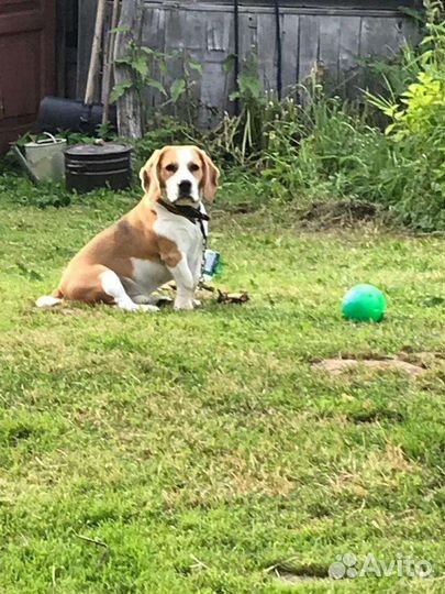 Бигль вязка