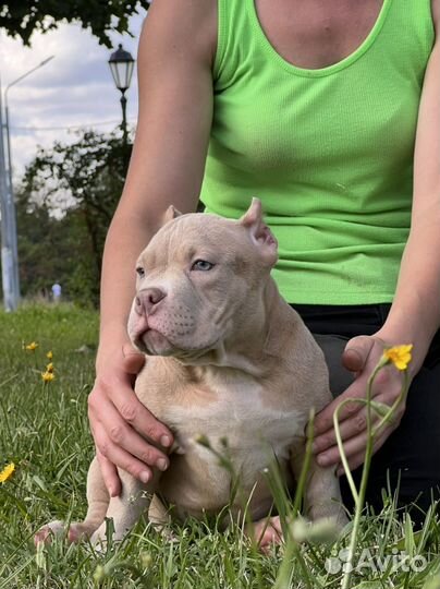 Американские булли лиловые мальчики покеты