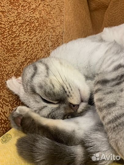 Кошка с когтеточкой