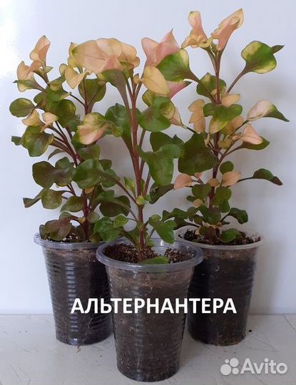 Комнатные растения