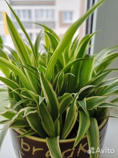 Хлорофитум