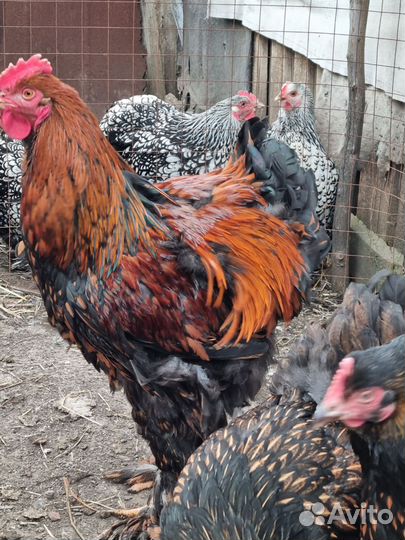 Куры кохенхин и брама