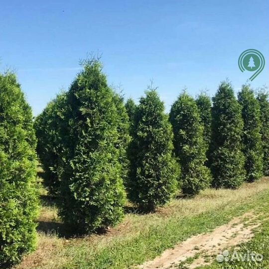 Туя смарагд с доставкой