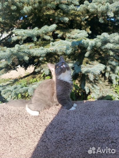 Котят в Добрые руки