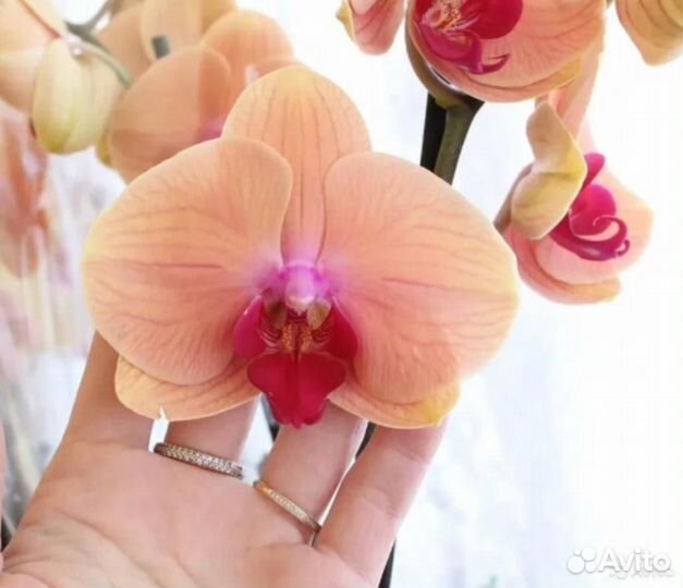 Сортовые орхидеи