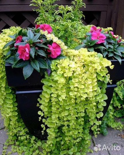 Лизимахия ампельная (вербейник монетчатый)