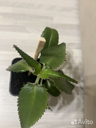 Каланхоэ лечебное