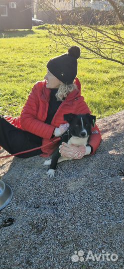 Небольшой пёсик в дар