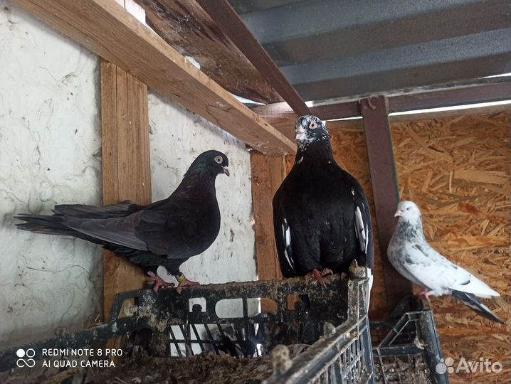 Продам голубей Свердловские
