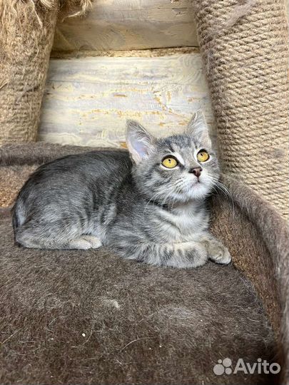 Котенок в дар