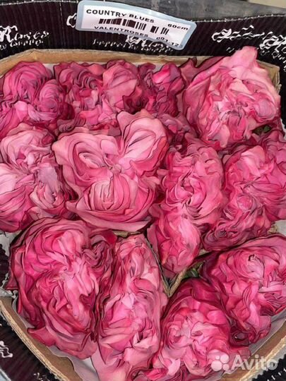 Пионовидные розы, цветы, букеты