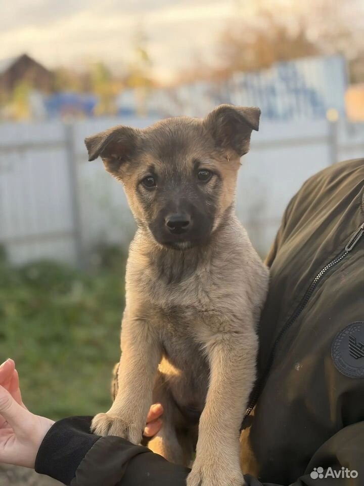 Щенок в добрые руки, Богородицк