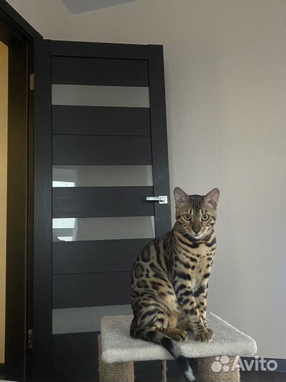 Бенгальский кот вязка