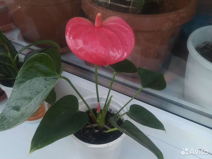 Антуриум Розовый