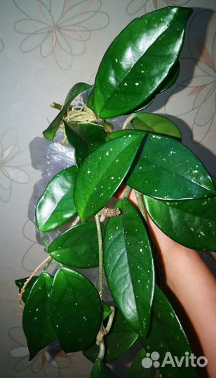 Комнатные цветы в добрые руки