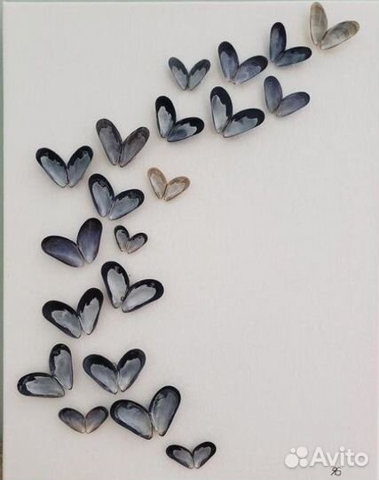 Раковины мидии