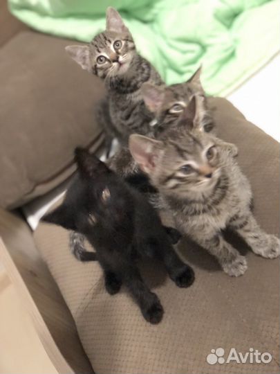 Котята в добрые руки 2месяц