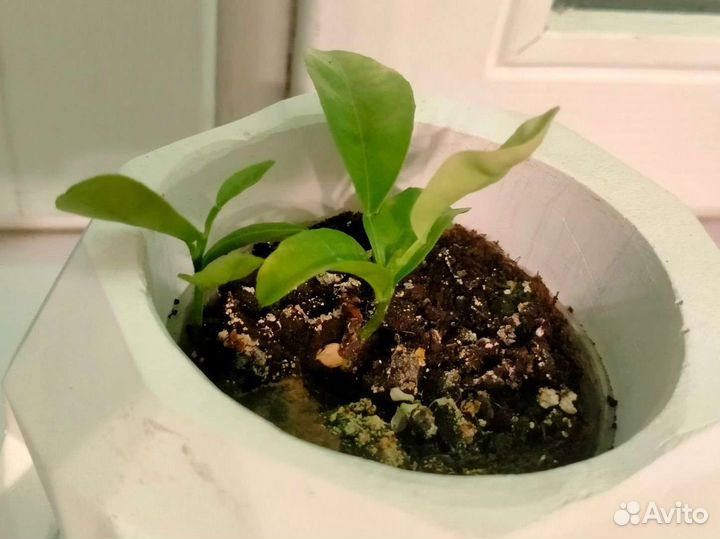 Саженцы мандарина