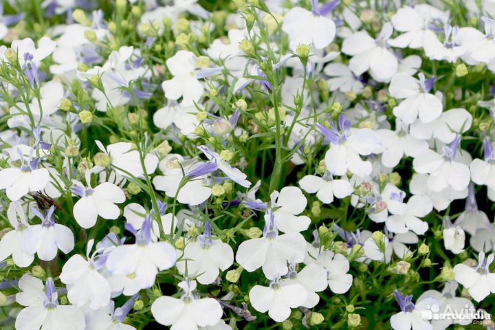 Комнатные растения \ Садовые растения