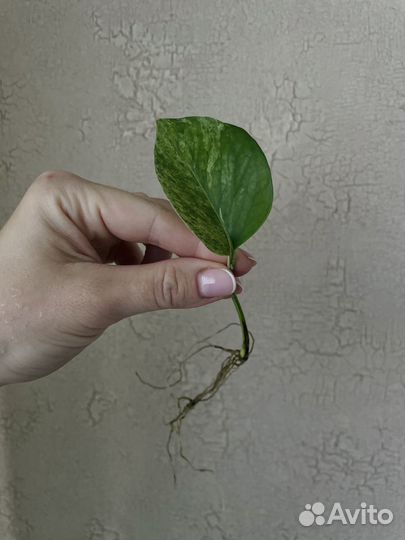 Сциндапсус эпиппремнум комнатный цветок