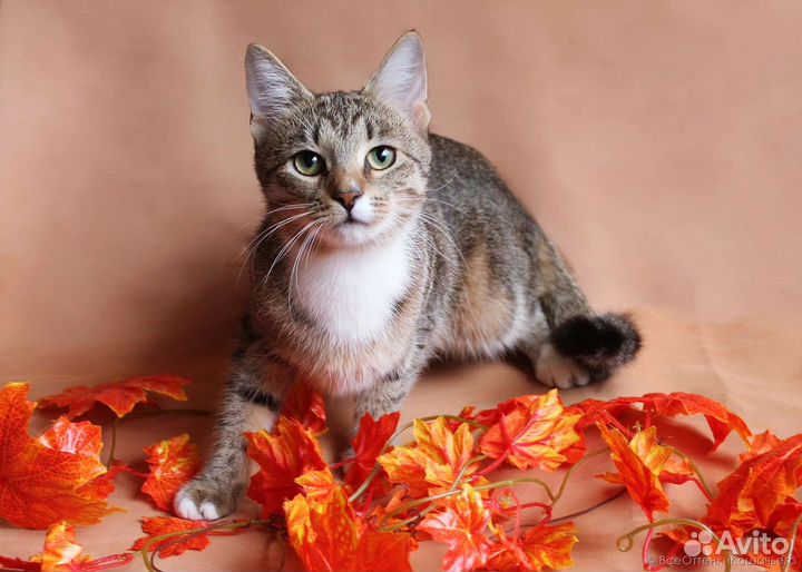 Полосатая кошка Тома в добрые руки