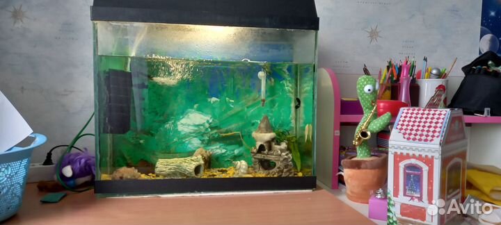 Аквариум с рыбками