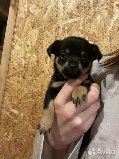 Той-терьер щенки