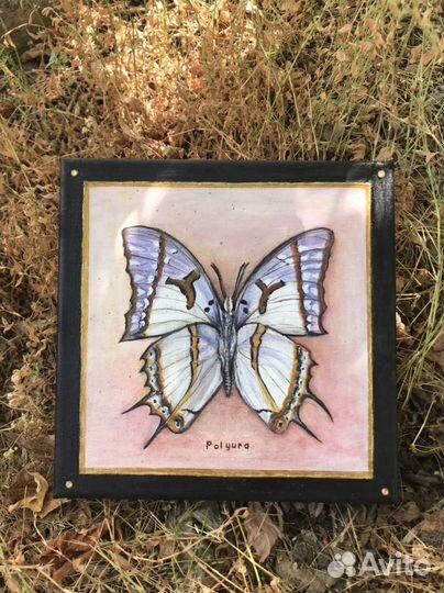 Коллекция бабочек картины