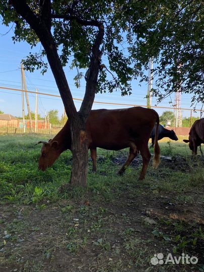 Корова дойная