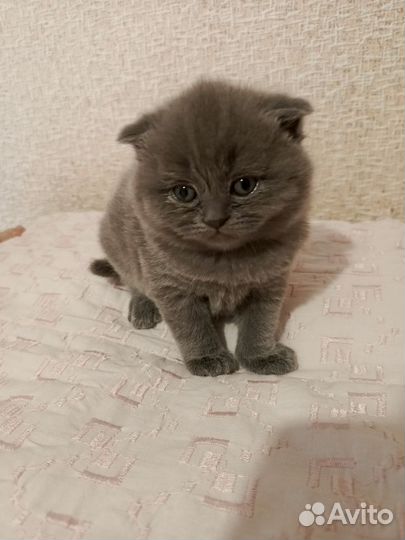 Британские котята