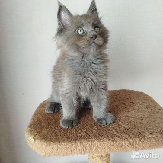 Котята мейн-кун