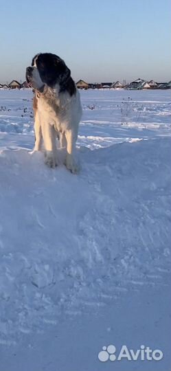 Сенбернар вязка