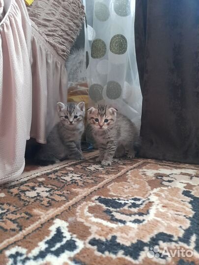 Котятки в добрые руки
