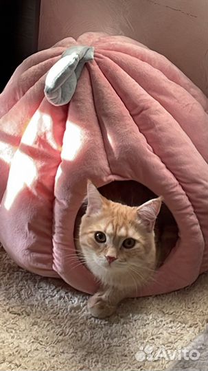 Лежанка домик для кота