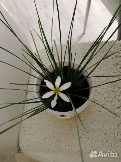 Зефирантес