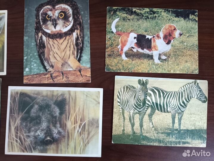 Открытки календарики СССР с животными