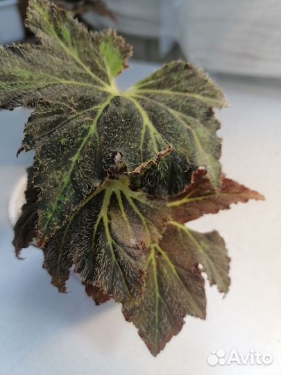 Бегония декоративно лиственная