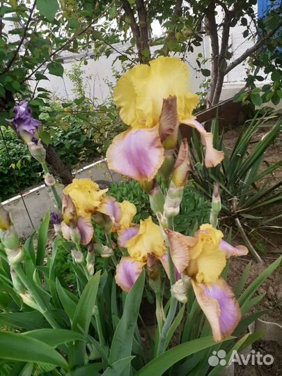 Ирисы бородатые