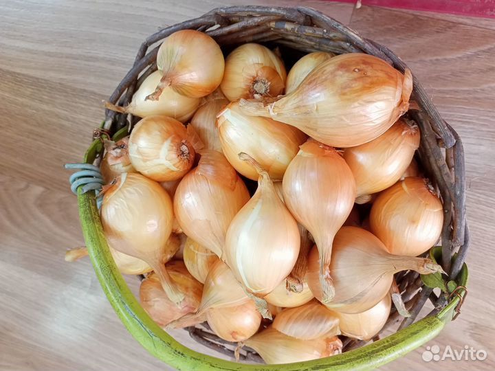 Лук семейный