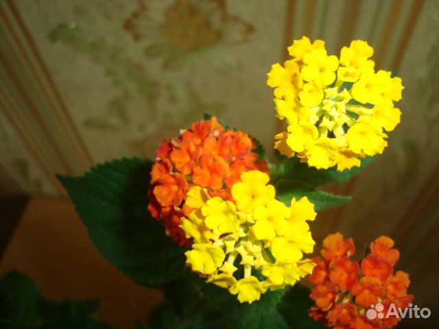 Лантана. Пиллиония,Шиффлера, Бенджамин