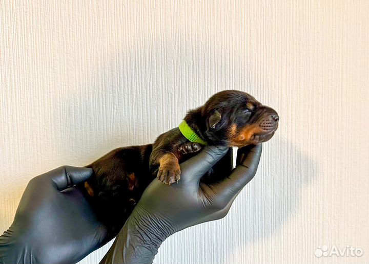 Доберман щенки