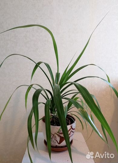 Винтовая пальма Панданус (Pandanus)