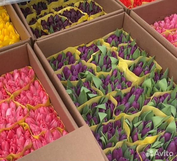 Тюльпаны к 8 марта оптом