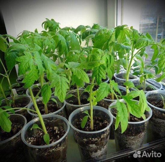 Рассада томатов, баклажанов и перцев