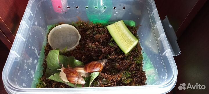 Отдам улиток