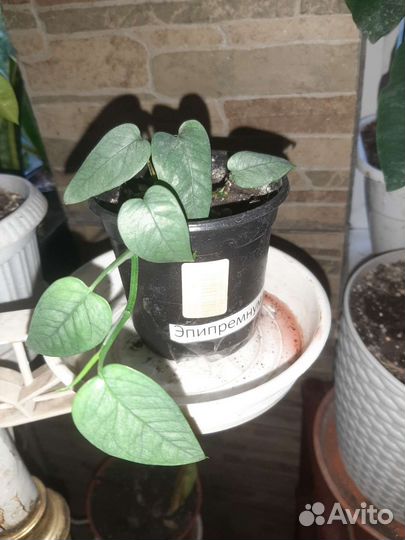 Комнатные домашние растения