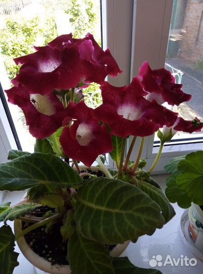 Глоксиния махроваяGloxinia Tigrina Red цены разные