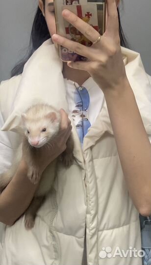 Домашний хорек