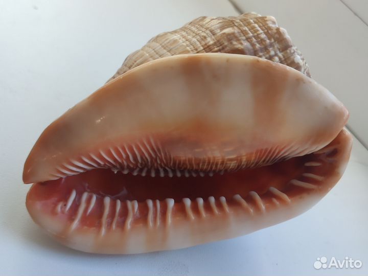 Раковина: Ципрекассис Руфа(Бычий рот)